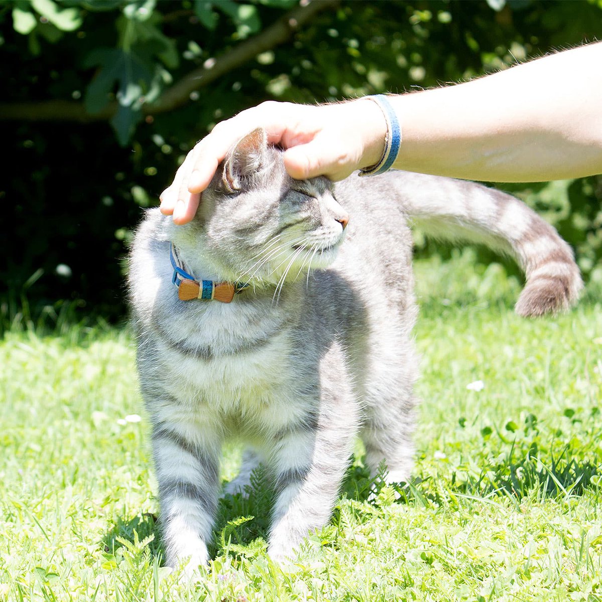 pettsie_com's tweet photo. Dress your feline friend to impress with Pettsie's charming cat collar featuring a bow tie, paired perfectly with a matching friendship bracelet for you. Because every bond is a stylish affair! 🐾🎀
#pettsie #dappercats #dappercat #breakawaycollar #cutecatpics #catoftheday https://t.co/C4pylndbbN