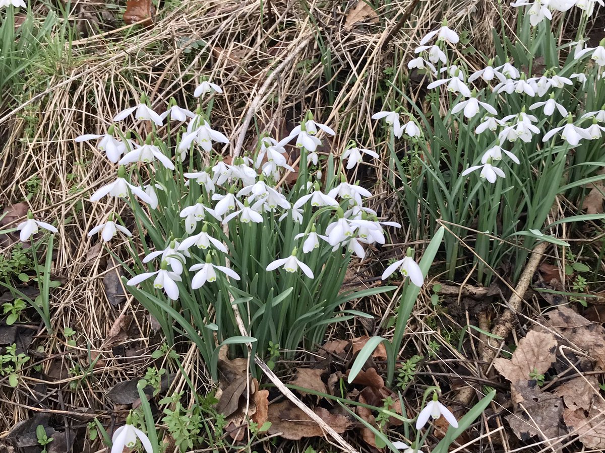 Last weekend Bobby was in hospital on a drip fighting haemorrhagic gastroenteritis, this weekend, fully recovered thanks to excellent veterinary care, she’s back to normal enjoying her walks & posing (albeit reluctantly) with snowdrops.