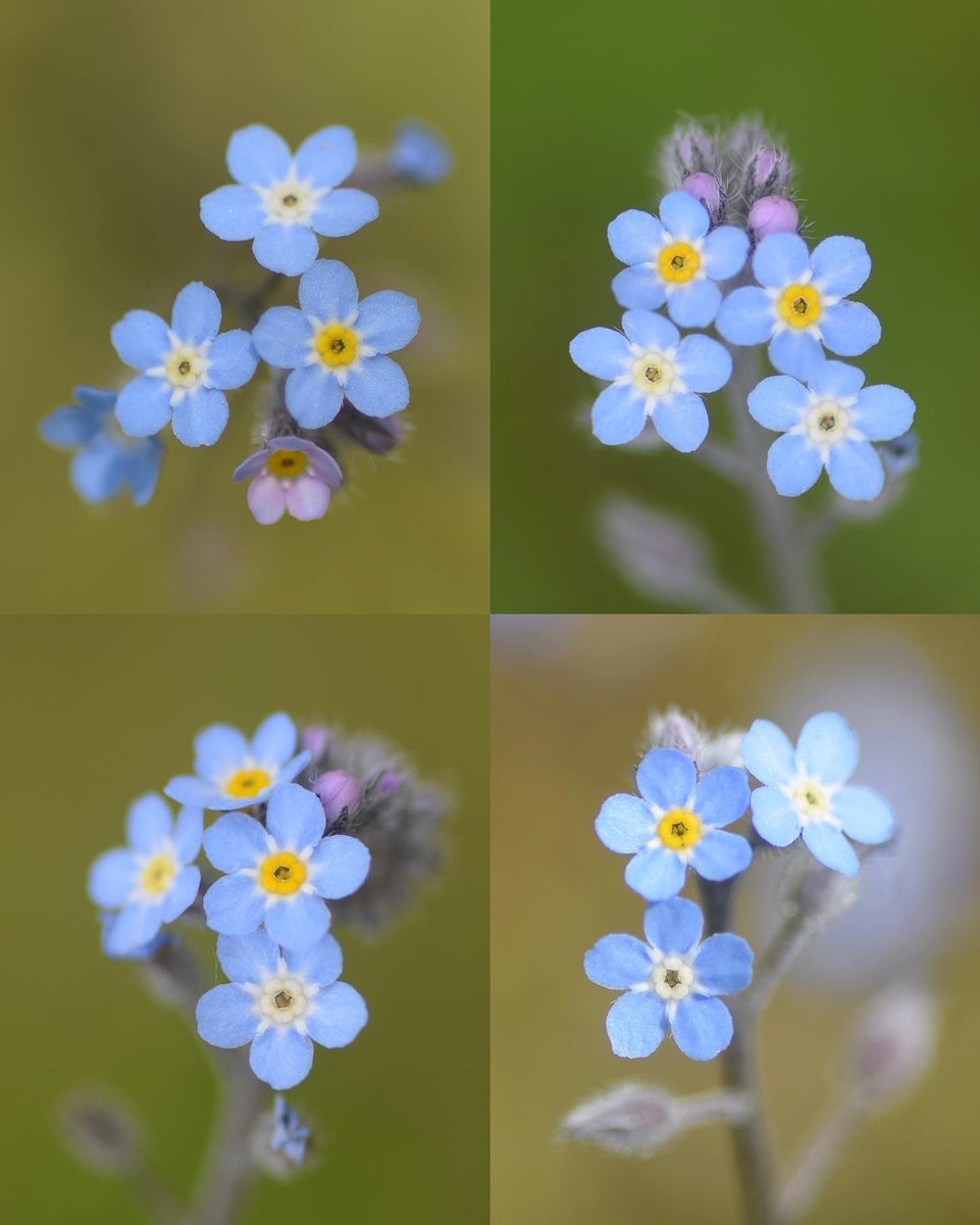 Rainmaker1973's tweet photo. Did you know? 

The yellow ring at center of the forget-me-nots fades to white after pollination, signalling to bees and other insects that the nectar is over. 

The insects learn to visit the flowers that are still yellow, as a kind of nature's checklist. https://t.co/OYnDj3QBzD