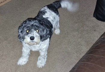 millypod1's tweet photo. Casey found but is unwell. Speedy recovery wishes sent. Thanks for RT's 🐕🐾
🆘15 FEB 2024 #Lost CASEY ELDERLY
Black & White Cockerpoo Male
Lost around midnight - from Thurmaston Village area #Leicester #Leicestershire #LE4 https://t.co/V28h4WnEfO https://t.co/RtAd2JJG5u