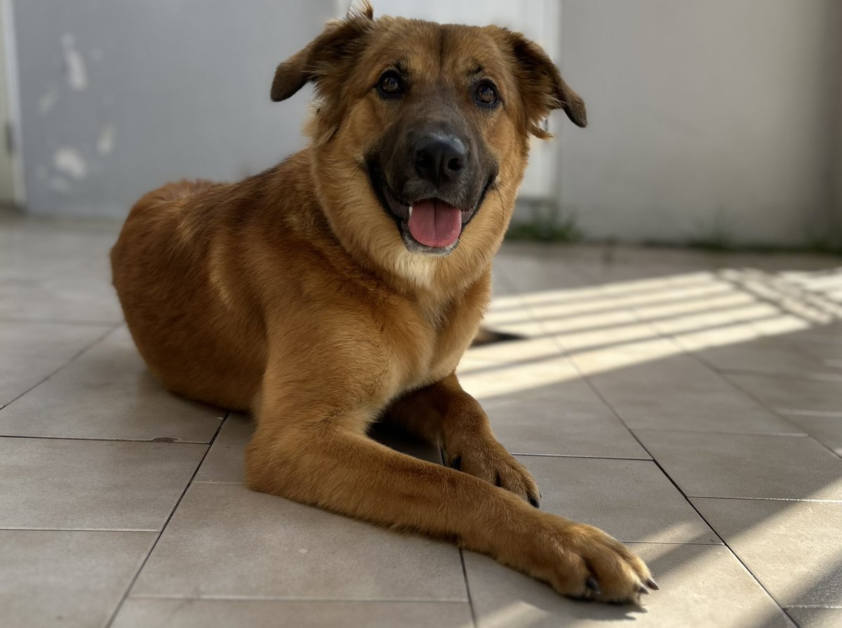 TorresGotay's tweet photo. A esta niña mi hijo la encontró en la calle. No me parece que tenga más de un año de edad. Estamos buscándole casa. Es muy linda y afectuosa. Interesados por mensaje directo https://t.co/lXUf9zySF6