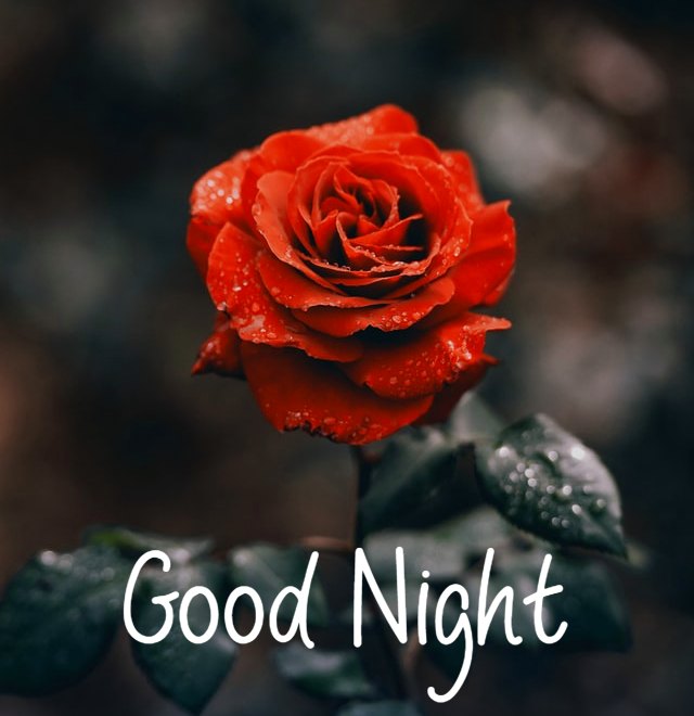 Asalamu alikum
X friends 🌹
Kayse han sab 🤗?