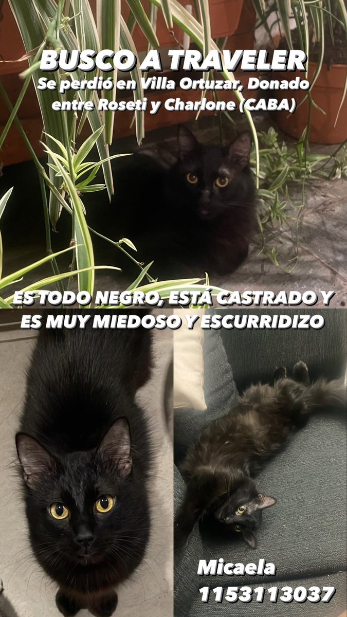 Mi gatito se dio por prófugo! Por fa, ayúdenme a difundir 🙏🏻
Gato perdido 😞🥺