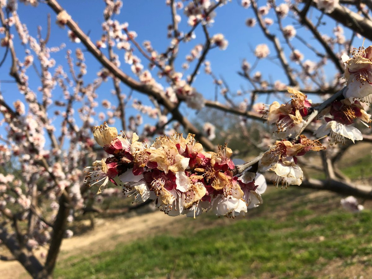 silosdelcinca's tweet photo. El albaricoquero es una especie altamente sensible a la monilia en flor 🌸

✅ Switch es un fungicida que presenta dos formas de acción diferentes y complementarias que garantizará un control del hongo adecuado.

Amplia info en 📩 info@silosdelcinca.com 

#SilosDelCinca #frutal https://t.co/u92JNjjJGO