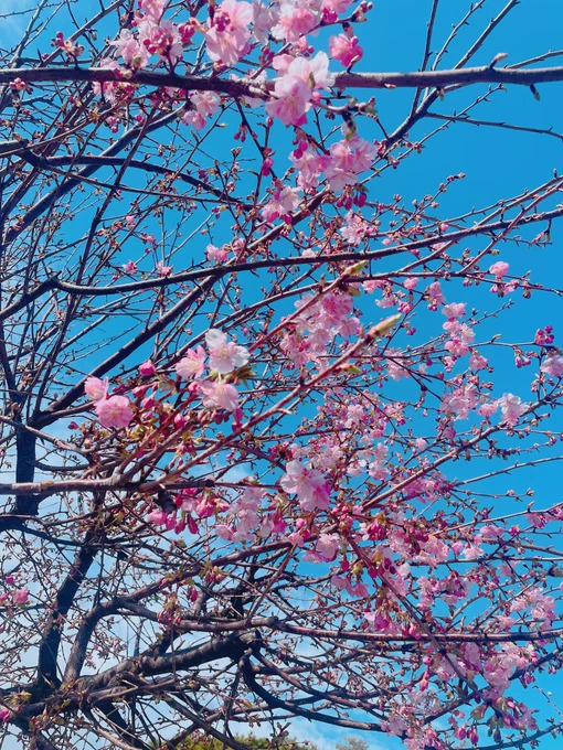 花粉飛んでるからもう春なんだ。陽も長くなったね。 