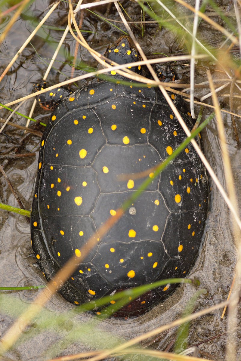 Caleb Krueger tweet media