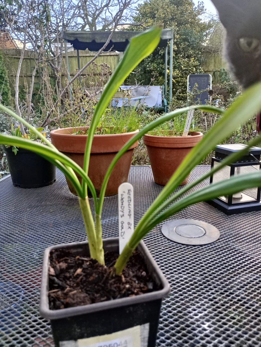 I won this on the tombola at the alpine show yesterday <a href="/loujnicholls/">Lou Nicholls</a> we may need help to keep it alive 😳