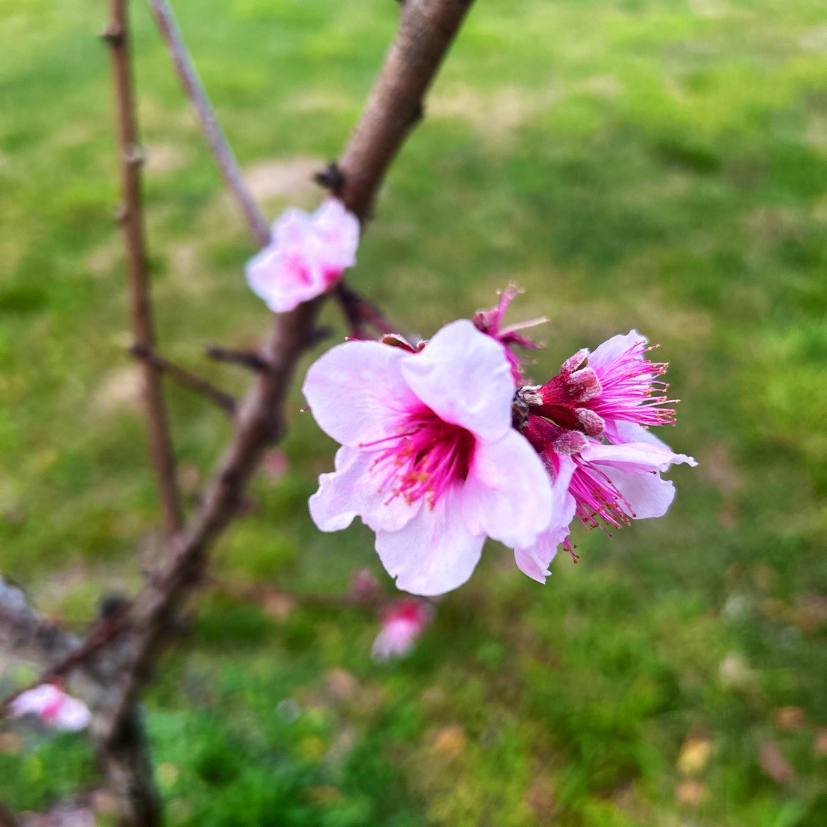 CookPraySlay's tweet photo. My peach 🍑 blossoms cheer me up. It’s been a rough &amp; sad week, after losing my fur baby, Charlie 🐶🐾🌈💕 https://t.co/TJ3PzI7nS6