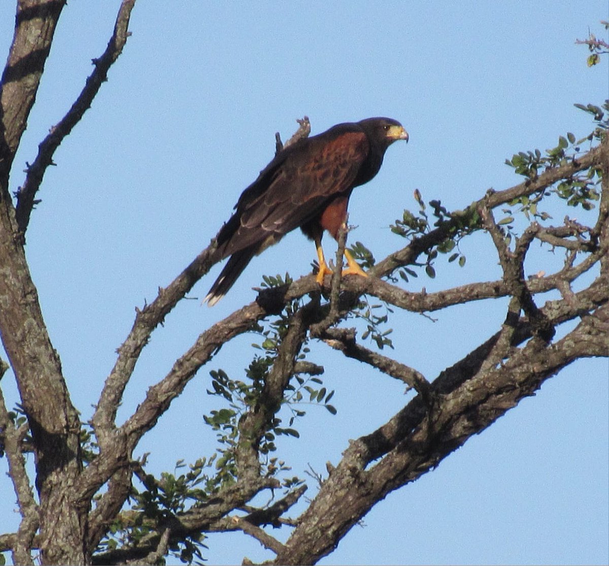 islaverdeong's tweet photo. Las aves son excelentes indicadores de la salud del ambiente. Al proteger sus hábitats, contribuímos directamente a la conservación de la biodiversidad y aseguramos la salud de los ecosistemas.

No dejemos de habitar estos espacios tan necesarios para nuestro desarrollo. https://t.co/eyzFnhUSV5