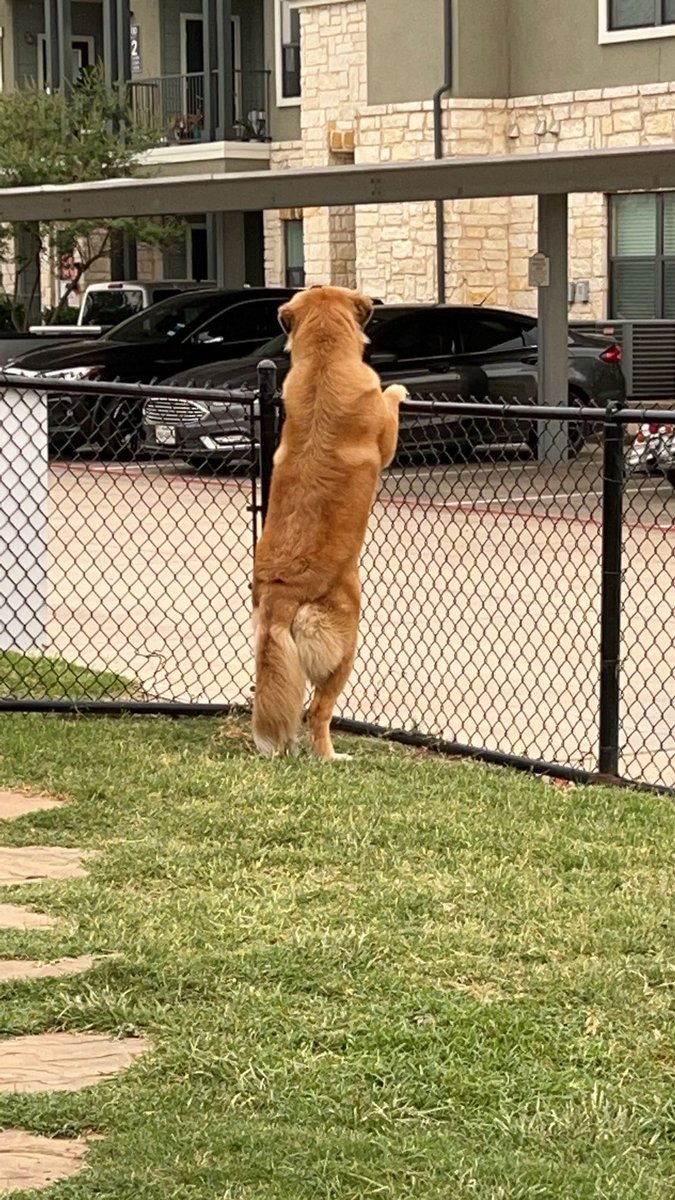 StarlynRae's tweet photo. He’s just a good boy https://t.co/y58WHVKYfM
