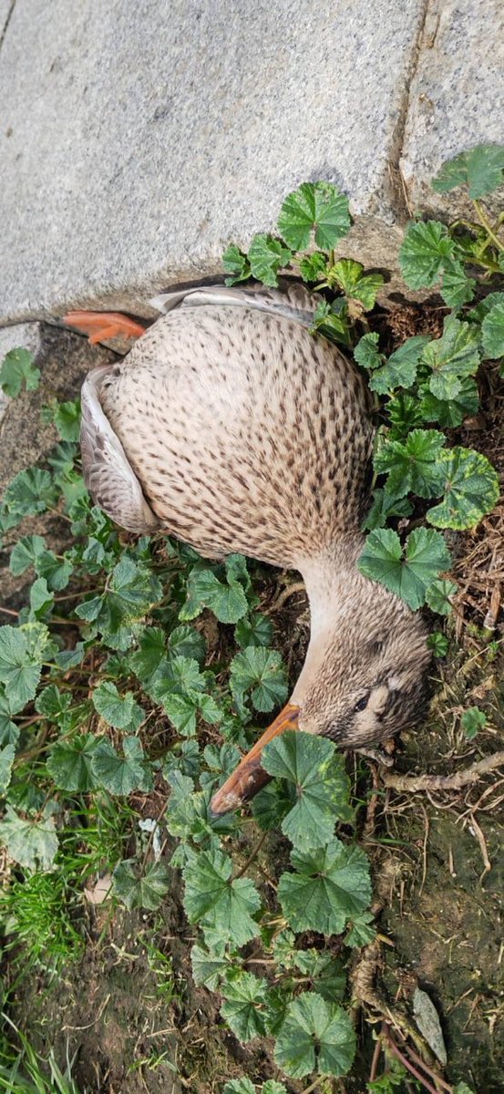 La mascletá ha tenido las previsibles consecuencias negativas para los animales. Un vecino manda las fotos de este animal muerto en la zona. Seguramente habrá más. 
<a href="/AlmeidaPP_/">José Luis Martínez-Almeida</a>, es vergonzoso.
Si estás por la zona del Puente del Rey y ves animales muertos, envíanos fotos por