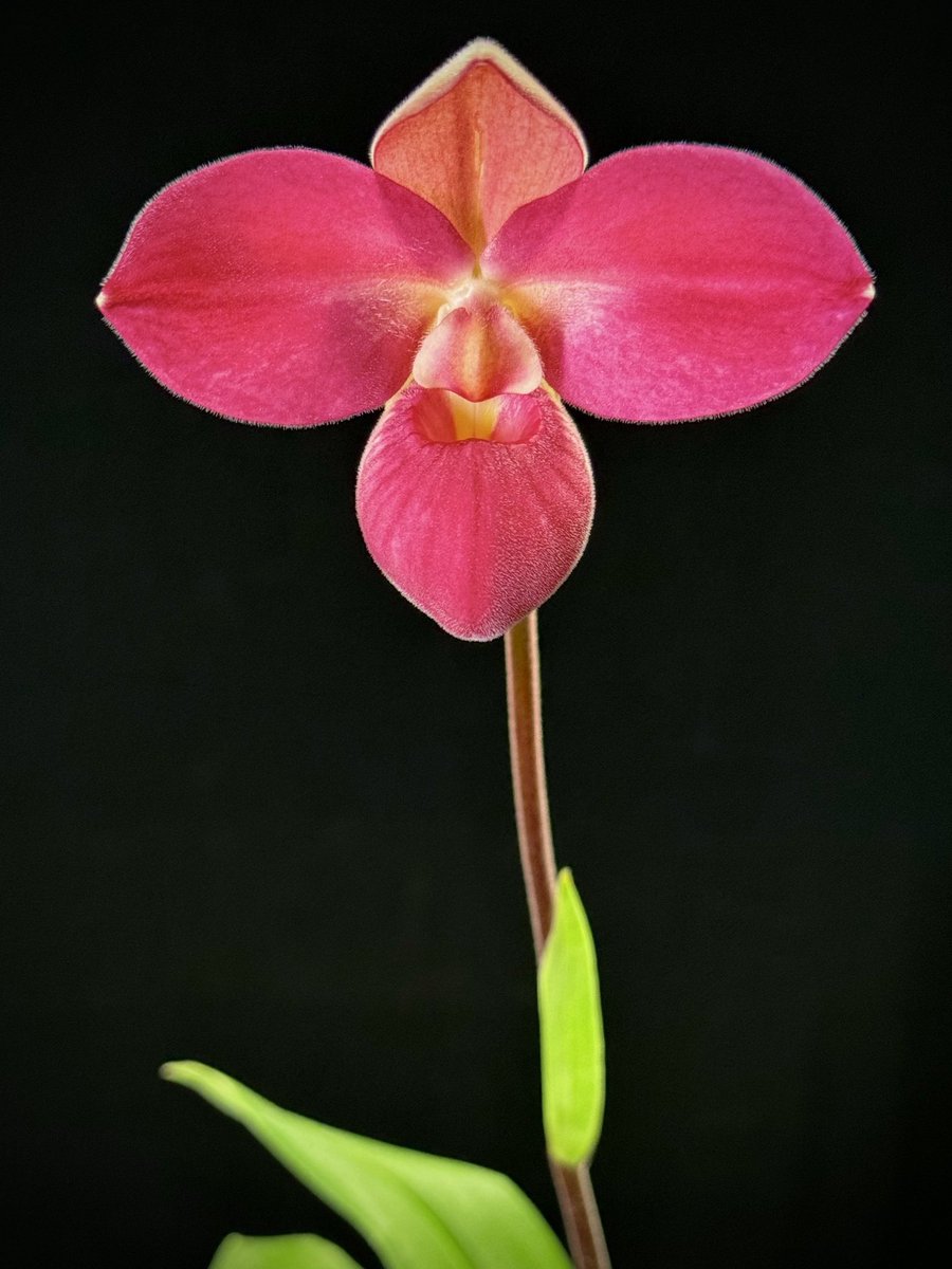 This orchid is a first time blooming seedling I’ve had for many years.

Phragmipedium Memoria Mariza Rolando 

🌱sky #orchids #gardening #plants #houseplants #flower 🌴📷