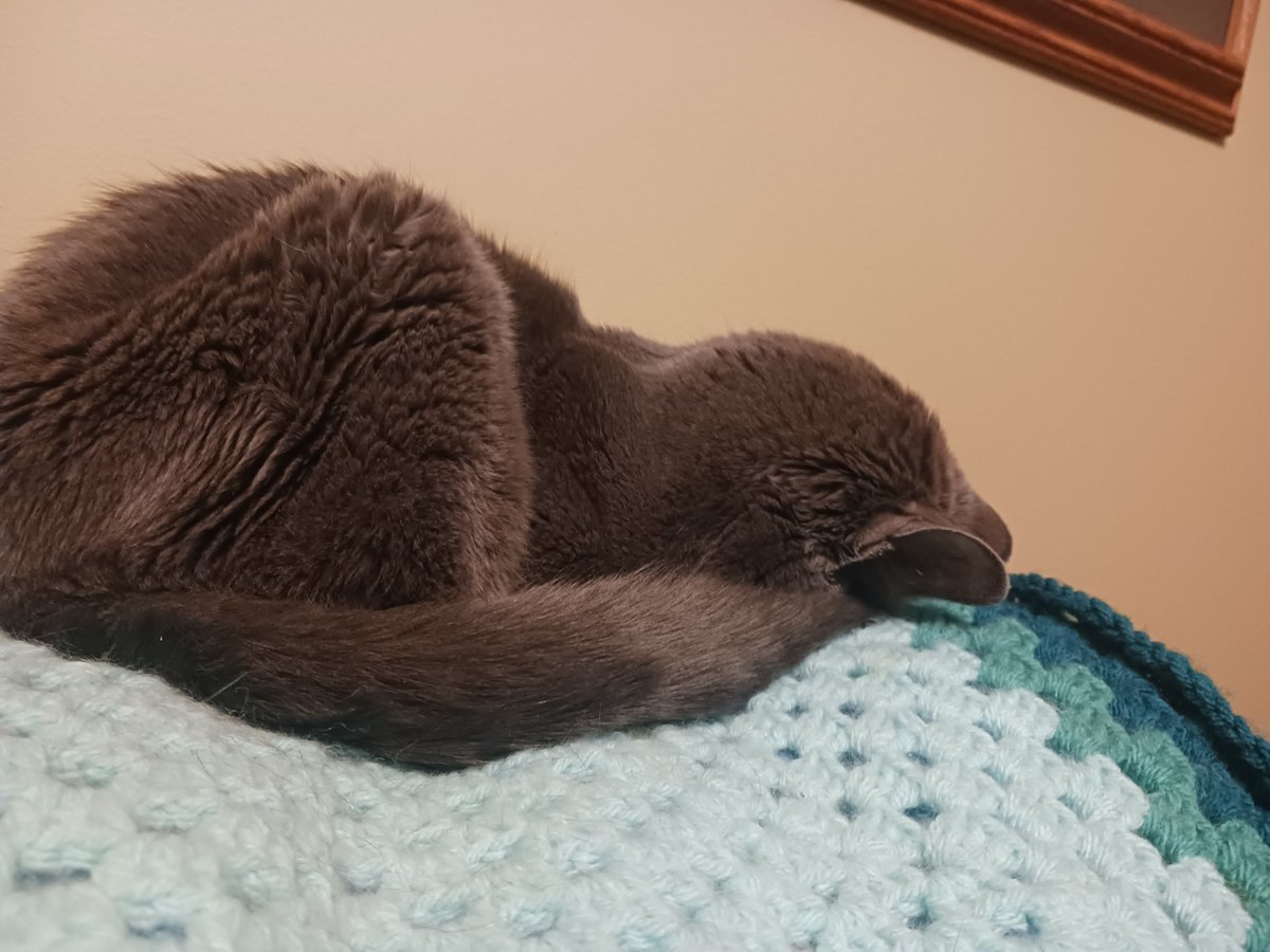 tasscelium's tweet photo. #kittytime Niobe gets one more post because she represents how tired I am after #p4a2024 I LOVE YOU NERDFIGHTERIA
we're here because we're here because we're here because we're here........ https://t.co/xwvOnzy9NM