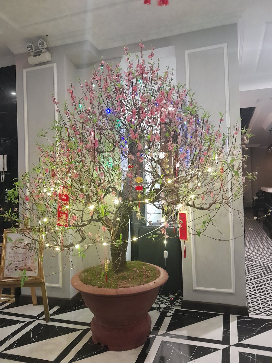 Đào lộc nở rực rỡ...chính thức hết tết các bác ạ. Lại 1 năm cày cuốc hết mình cho những dự định và kế hoạch mới... 
Cầu mong a Mớt sớm đưa em về bờ...chứ định cư ở đảo lâu quá,làm e nhớ đất liền ghê 😆