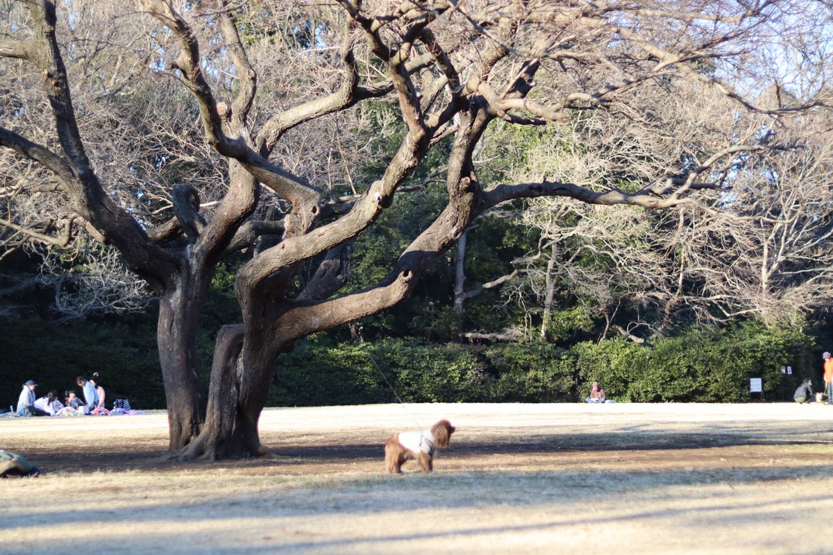 Qtarou13Age's tweet photo. アーニャくんと小川の辺りを散歩中
カワセミを発見...🐕)))
このこのお気に入りのスポットがここで、自ら写真素材になっているようです
望遠持ったカメラマンがたくさん、野鳥なのに逃げない
#cavalierdog
#cavalierkingcharlesspaniel
#kingchrlesspaniel
#cavalierruby
#キャバリア https://t.co/MsNGN1XEv1