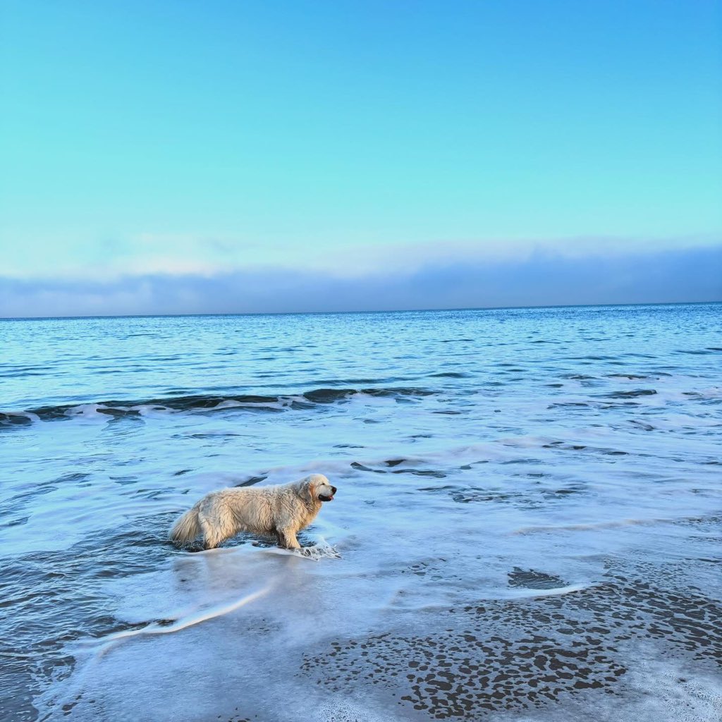 breenmurph's tweet image. Mid term