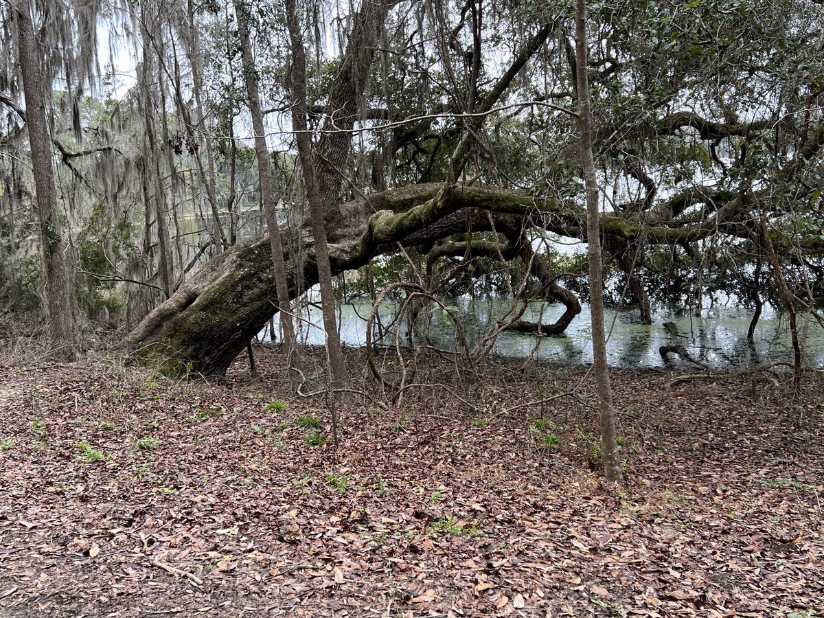 Walking a Tallahassee trail trees will show you If one route is blocked there’s always another