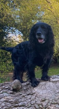 millypod1's tweet photo. 🆘14 FEB 2024 #Lost #ScanMe #STOLEN??
OLDER Black Cocker Spaniel Male
Legbourne Abbey, Mill Lane #Legbourne #Louth #Lincolnshire #LN11
https://t.co/bz6baK3Y75 https://t.co/1wgjEkS6pq