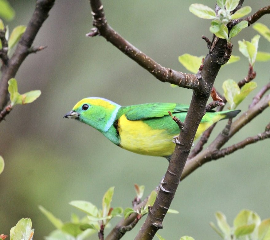 💚💛💙
📸: Mathis Girard.