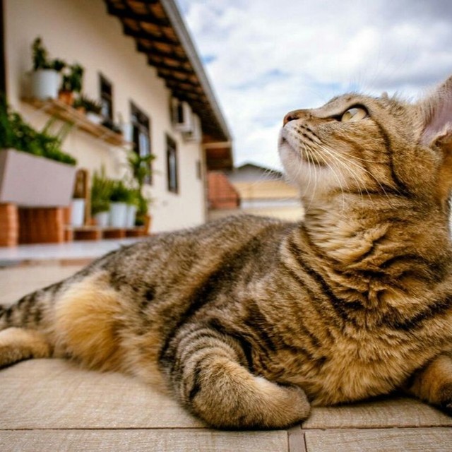 helendram's tweet photo. ❤️❤️❤️

#ilovecats #catlovers #cats_of_world #cat #cutecats #kitty #lovecats #catlife #cathedral #kitten #catlady #mycat #vacationmode #cutecats #Onana #sundayvibes #Hojlund

cradit:@catloverusauk https://t.co/X958tKxWP4