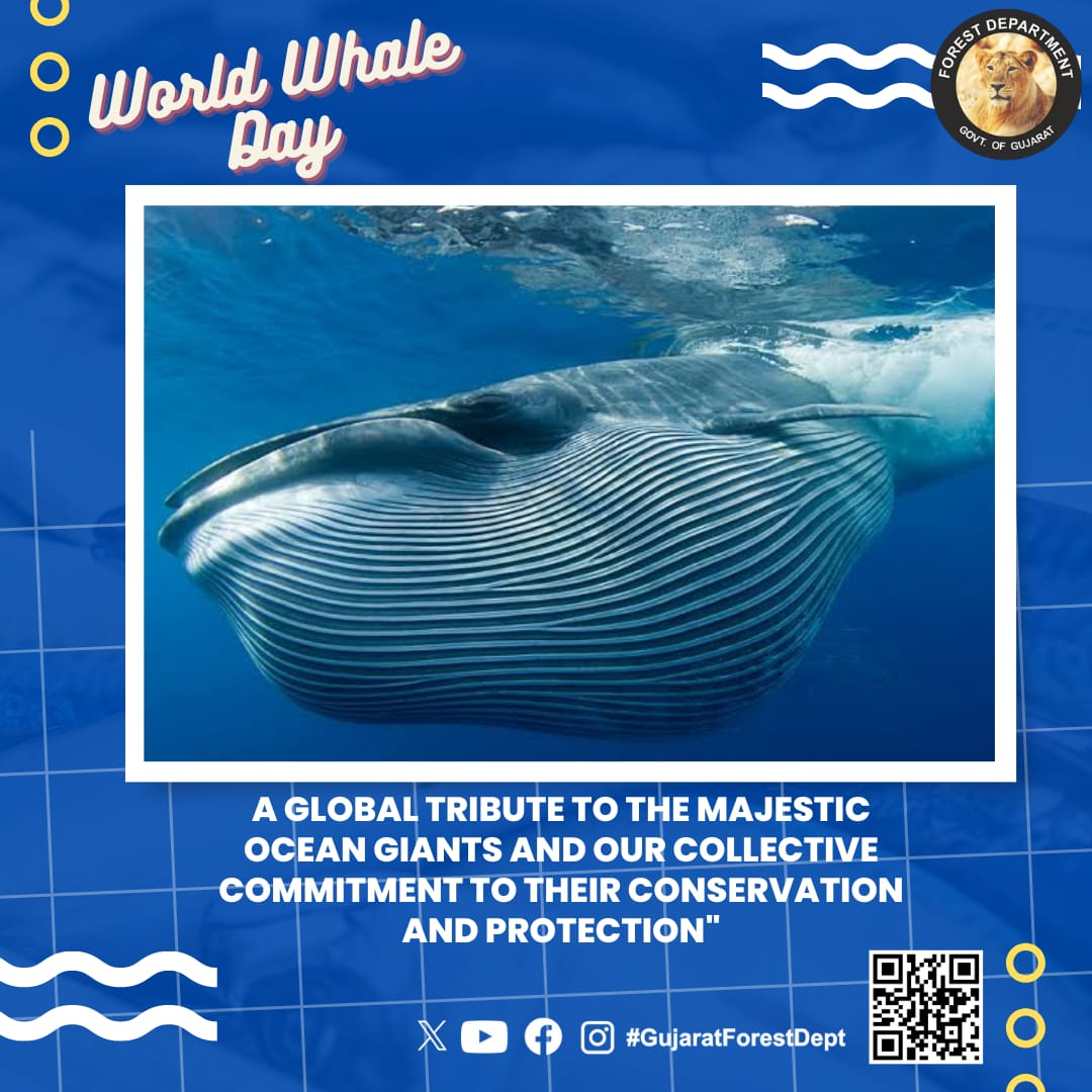 GujForestDept's tweet image. Today is #WorldWhaleDay! Let&apos;s unite to conserve these majestic ocean giants and secure a brighter future for all marine life. 🐋💙 #WhaleConservation #OceanProtection&quot;