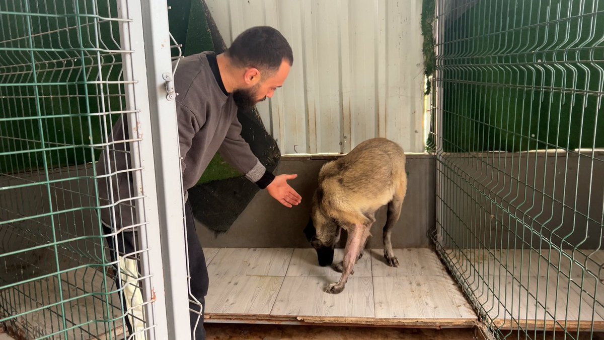 Can you believe this dog will walk again? Both her legs were completely snapped off from the bone. Watch her amazing survival story on our channel. #devnaz #bone #kangal #rescue #ibrahimkeloğlanTUTUKLANSIN #SokakHayvanlariSahipsizDegildir