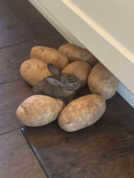 RabbitEveryHour's tweet photo. https://t.co/dX9eslMfvu