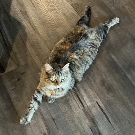 catladybox's tweet photo. 😽 Happy #SundaySplootOff! 😽
A purrfect 10/10 sploot by Pixel! Thank mew, Lois K. for sharing! 💕

Purrlease share your favorite sploots with us! https://t.co/nmLkNWLc2u