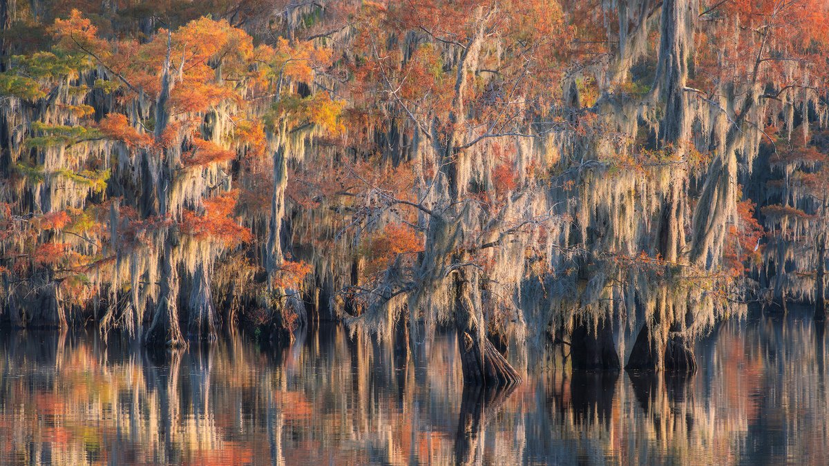 How to Photograph Swamps from a Canoe. youtube.com/watch?v=AY_CT8…