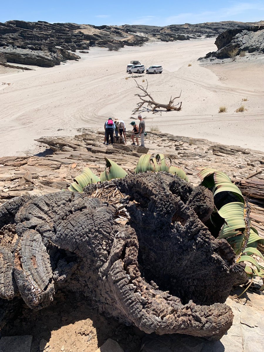 Soltis Lab @UF tweet media