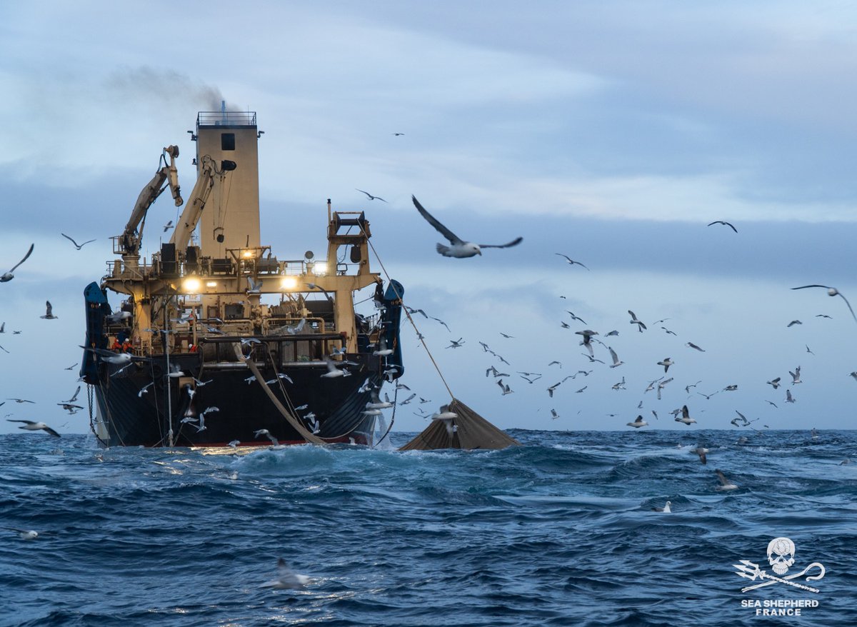 Sea Shepherd France tweet media