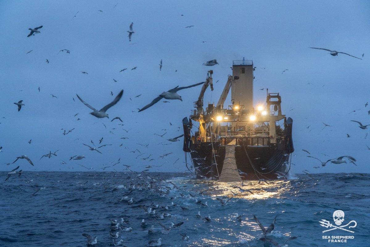 Sea Shepherd France tweet media