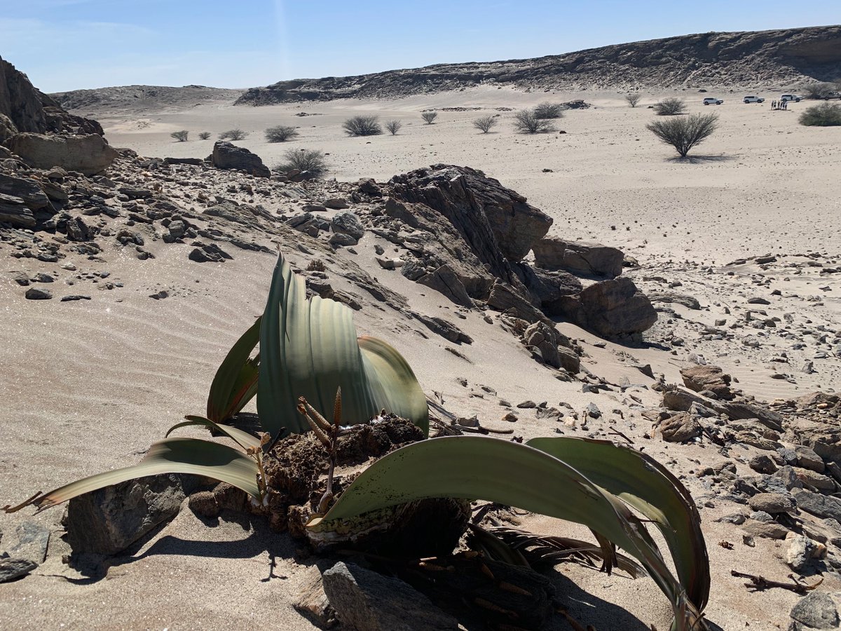 Soltis Lab @UF tweet media