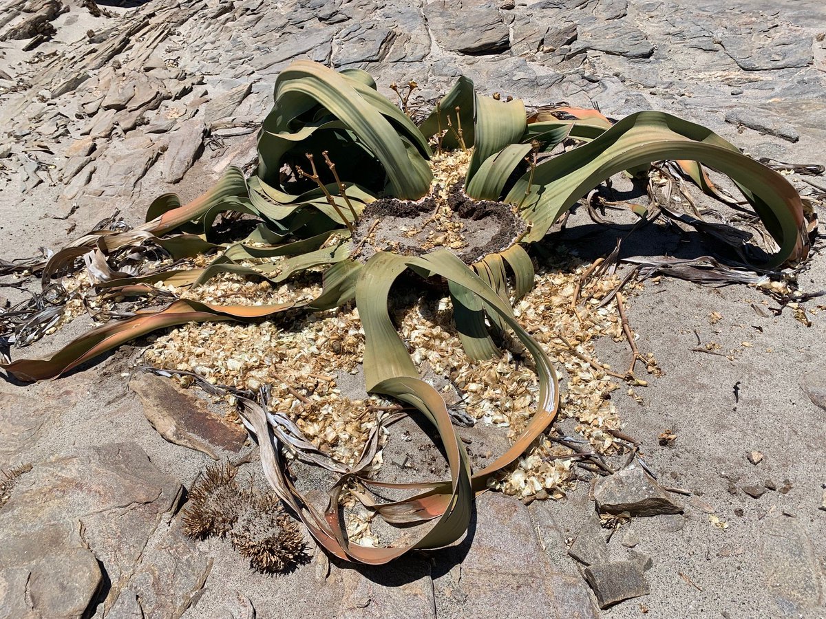 Soltis Lab @UF tweet media