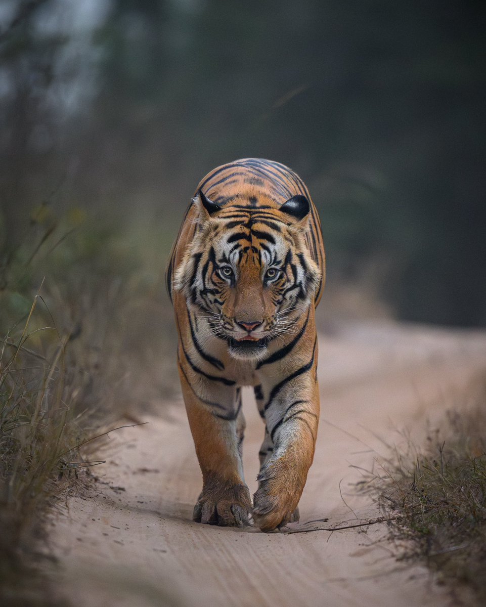 Ratish2709's tweet photo. A handsome male tiger from my most favorite place in India, Bandhavgarh tiger reserve
@MPTourism @incredibleindia @NikonIndia https://t.co/EJ7hJwyn3o