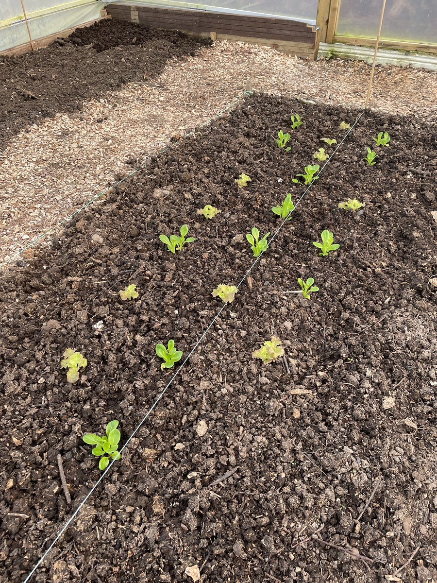 davewarehouse's tweet photo. @allotmentjohn Hi John, I sowed these lettuce 26th Dec.
I planted them out in the poly tunnel 3 rd week of Jan and will probably be picking leaves from mid March
They survived -3 degrees a couple of weeks ago.
My job each evening is keeping them slug free
#Groeslon #NorthWales https://t.co/2VItv9gkRt