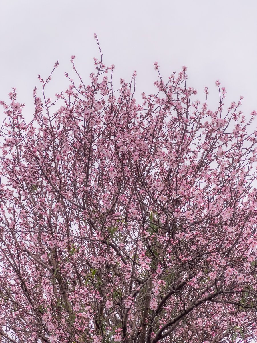 18 февраля – в Кахетии зацвёл миндаль 🌸🌸🌸