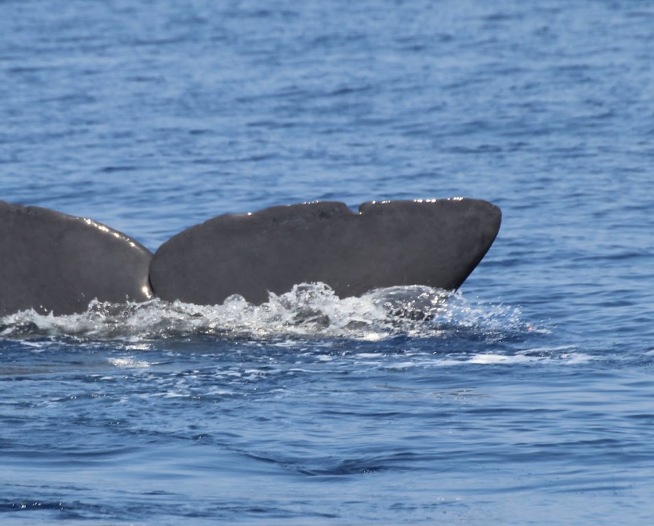 Her şey şu küçük yara izi için:

(siz de bir balina veya yunus gözlemlediğinizde fotoğraflarını ve koordinatlarını <a href="/dmad_tr/">Deniz Memelileri Araştırma Derneği</a> 'a gönderebilirsiniz, bu veriler oldukça kıymetli!🐳)