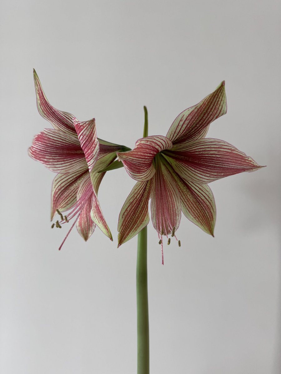 Amaryllis: Exotic Star 
#bloom #amaryllis #Flowers