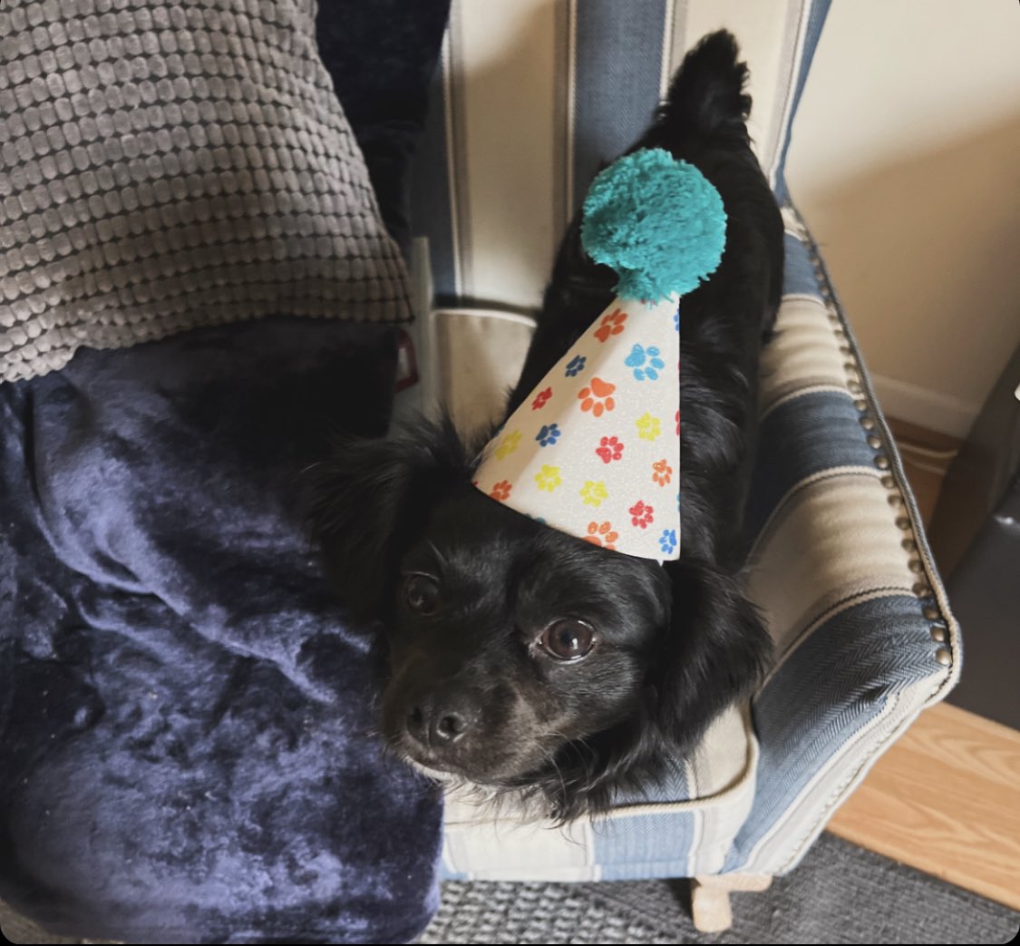 Happy first birthday to my sweet pup, Phineas! #dogs #dogsofX #happybirthday #dogsoftwitter