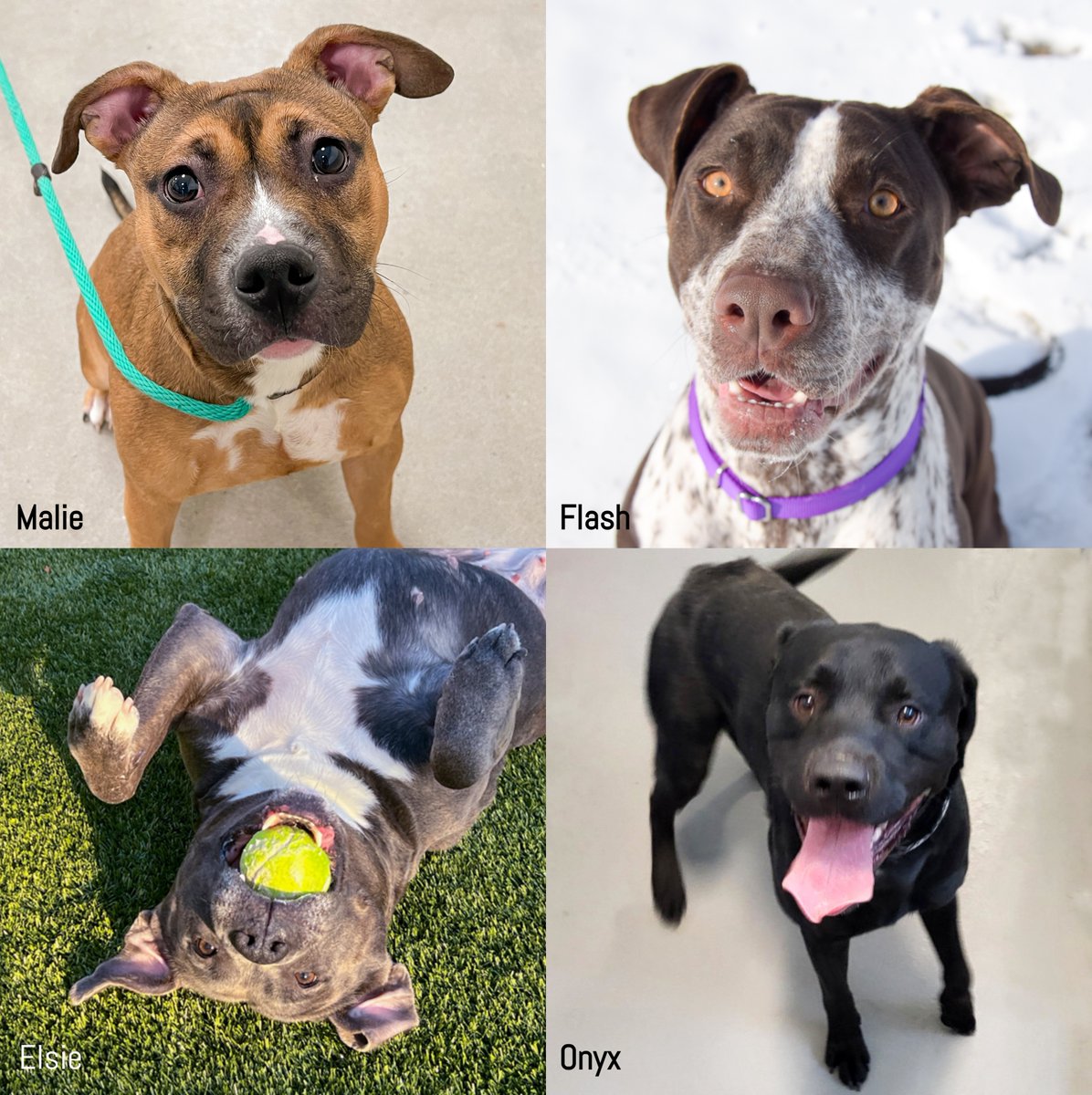 HAPPENING TODAY: Looking for a new dog friend! Join us for a special dog adoption event TODAY from 12-4 at Paws & Pints in DSM! Adoption fees are just $75 for the dogs at this event ONLY. See available dogs at ARL-Iowa.org and look for a location of 'Adoption Event'!