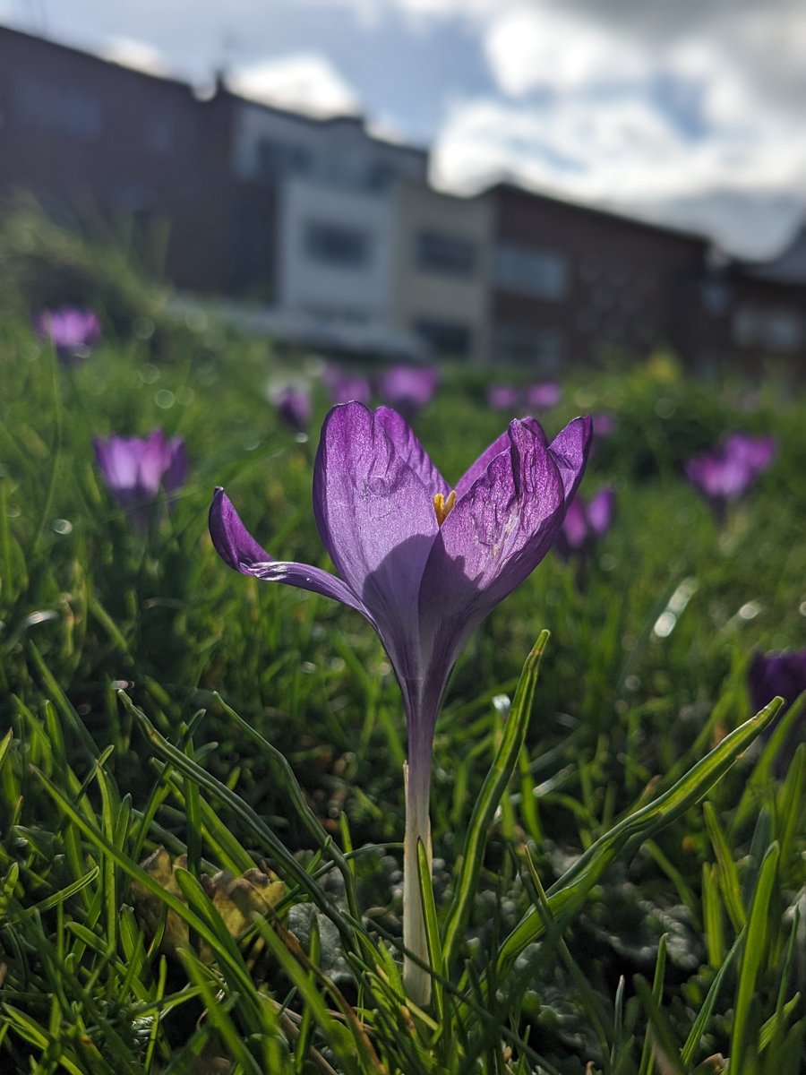 Euthumia's tweet photo. Házmesterség e,ha 1 kutyasétáltatóra rászorultam, hogy ne tapossa már össze ezeket a krókuszokat a templomkertben?
*De vállalom, hogy az vagyok haha
Komolyan! Emberek ennyire leszarják a mindent is?
#thisisuk https://t.co/yN9p14GUf1