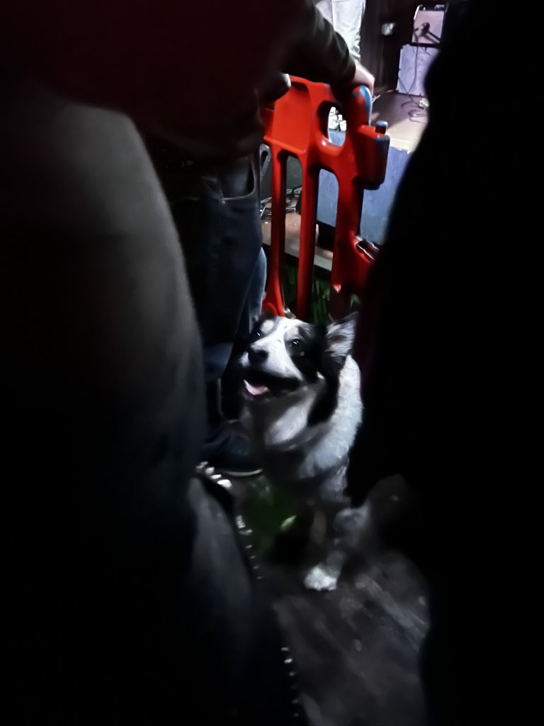 BrodieDoc's tweet photo. @GingerWildheart Quality gig. Good ol’ sing song and even some canine tomfoolery! RnR!! https://t.co/2207F4yBrr