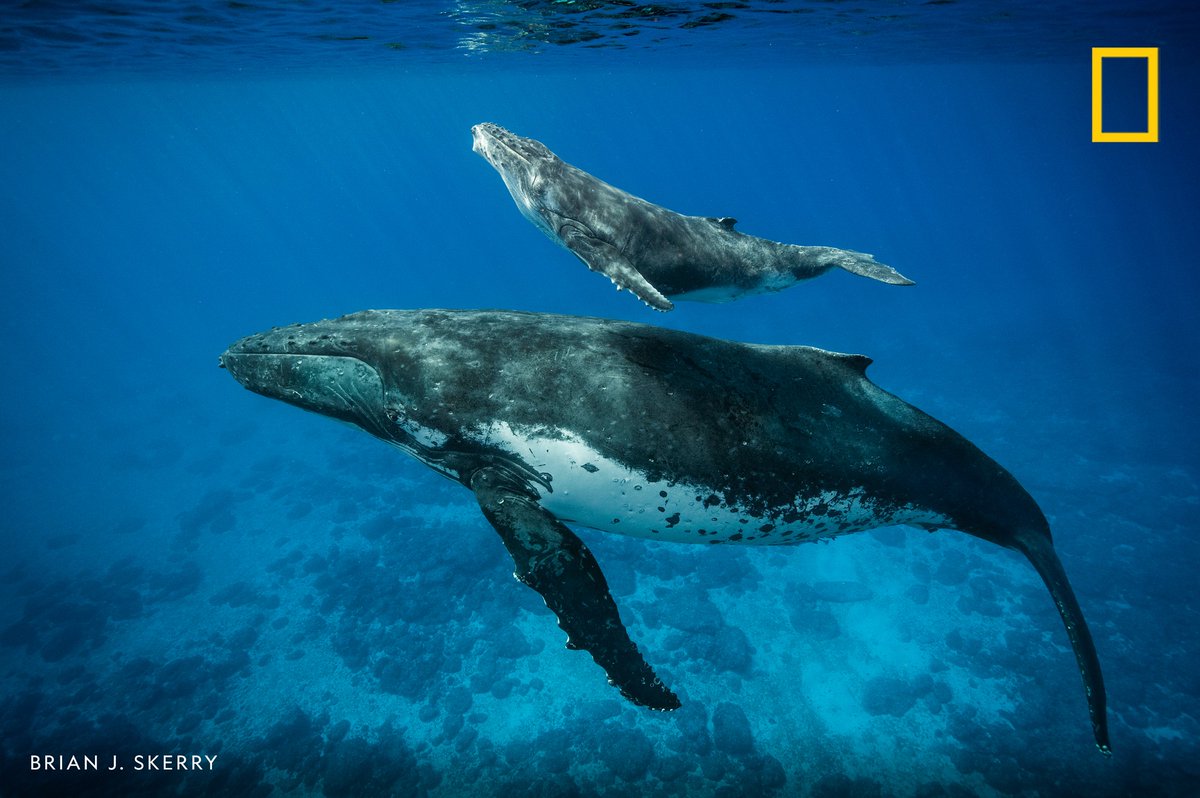 Happy Whale Day! (18 February) 😊 #WhaleDay