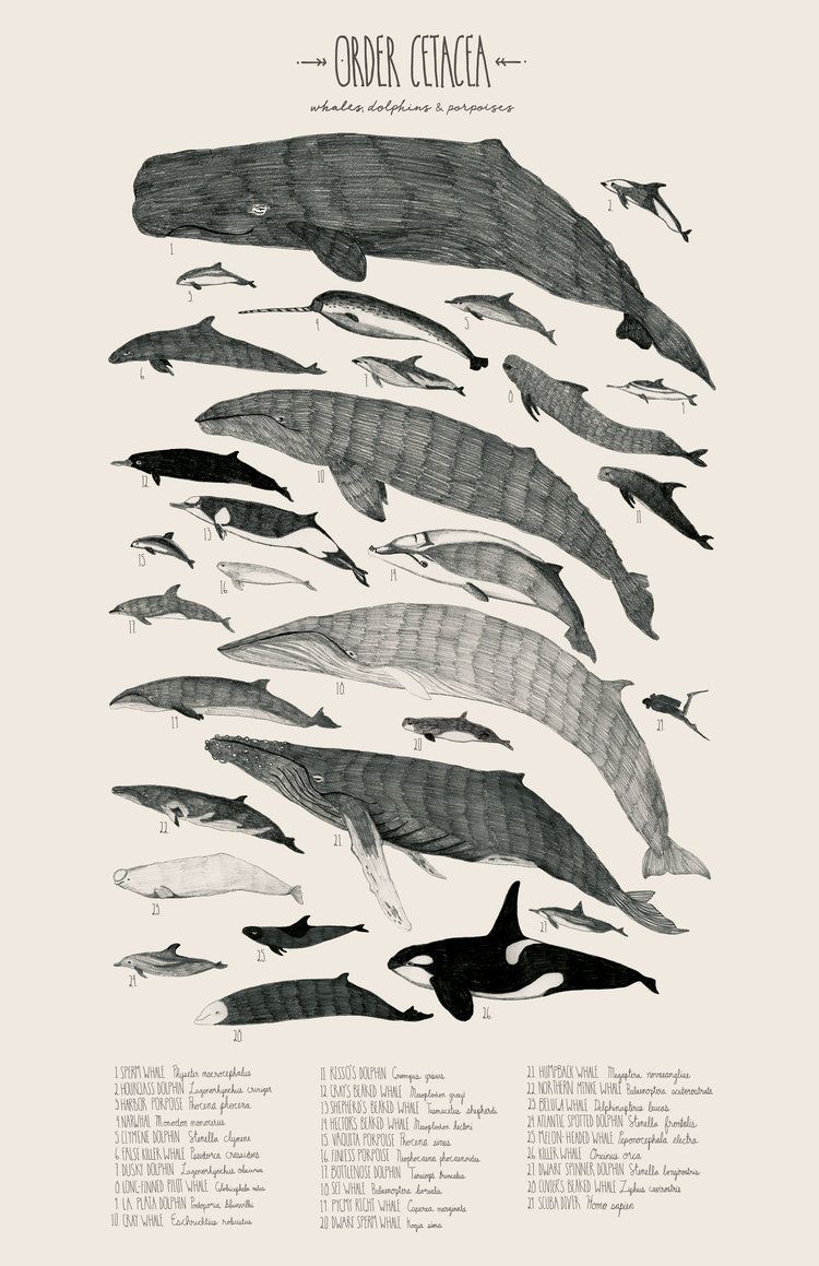 Today is #WorldWhaleDay! Celebrate your love for these amazing animals by checking out all the amazing #whaletales at @whaletalesorg ⠀⠀⠀
Illustrated by Alex Maertz
#WhaleTales