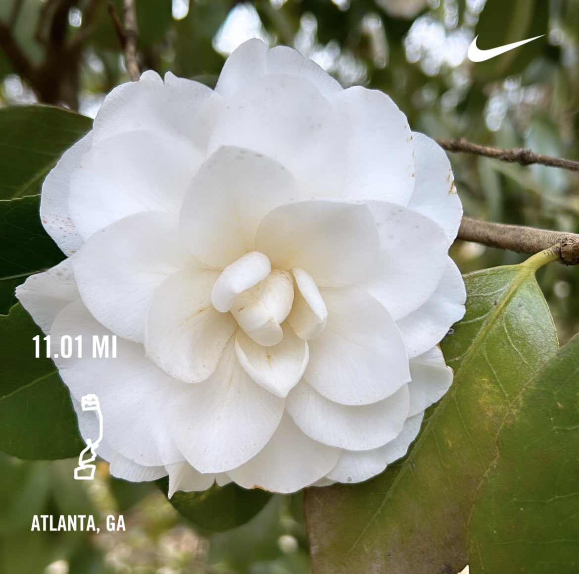 #LongRun #HalfMarathonTraining 🏃🏼‍♀️
#KeepConsistent #11Miles