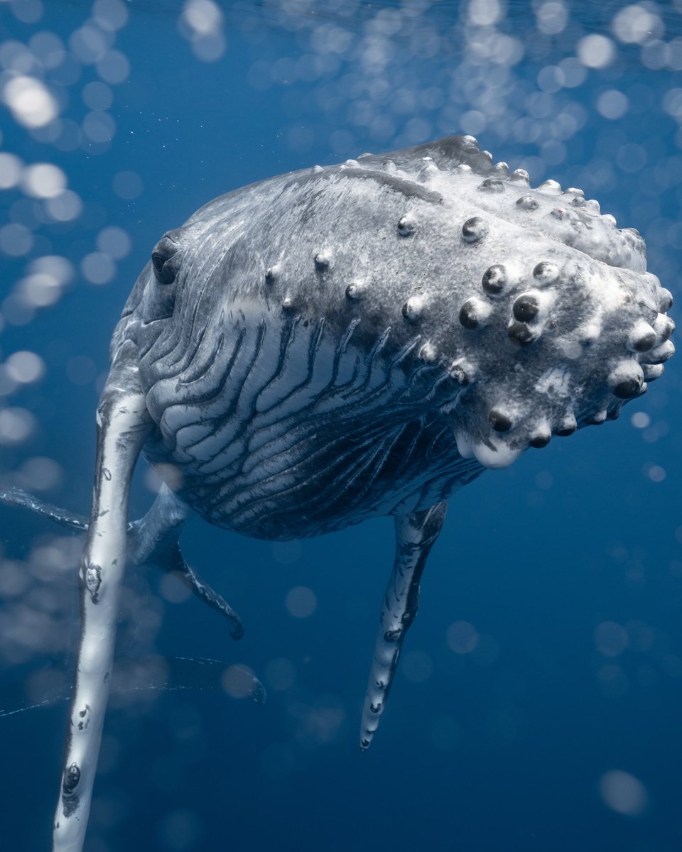 Happy World Whale Day! 🐋 (Yes, this baby whale appears to be taking a  selfie)