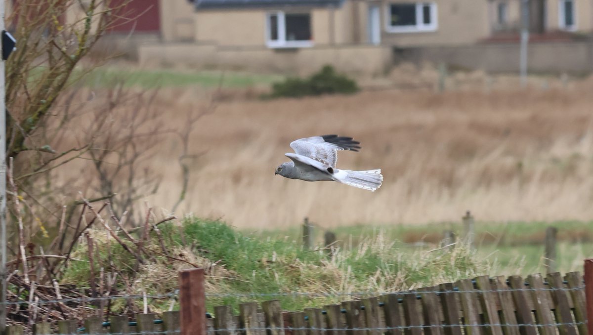53 species, 47 km cycles today. Highlight was this Hen Harrier at the bakery #PWC2024 @PatchBirding #CaithnessBirds
