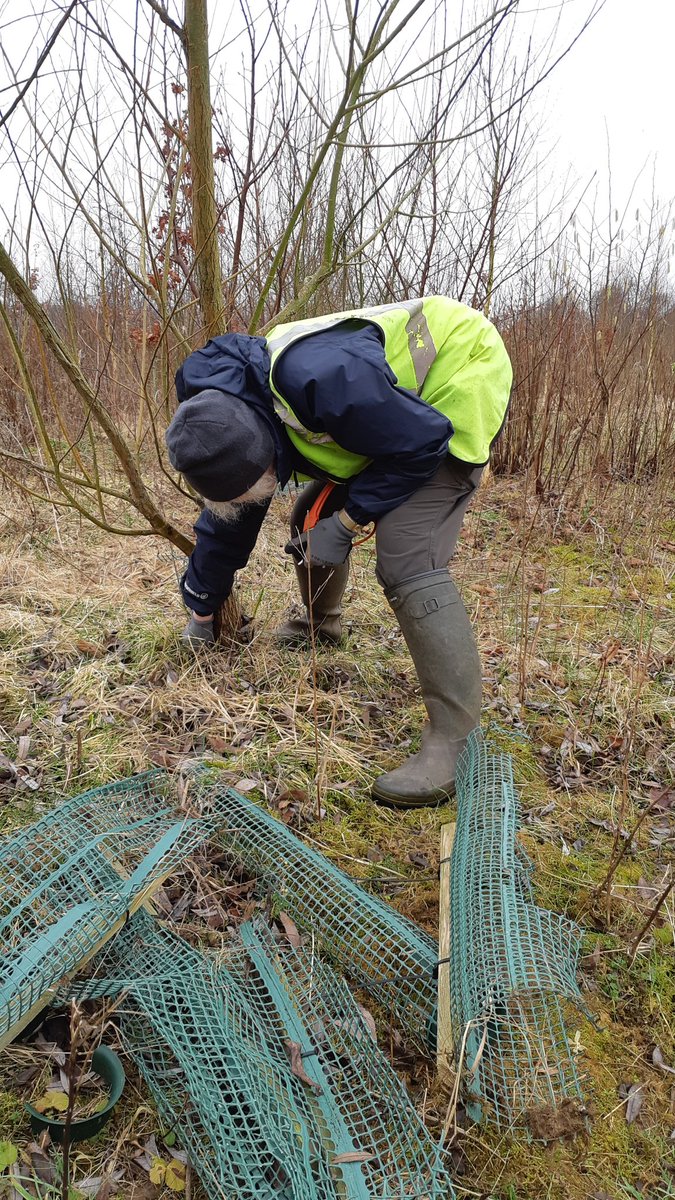 Great team for the Muck-in on Saturday. Many more tree shelters removed before pleading and dead hedging. Many thanks all.