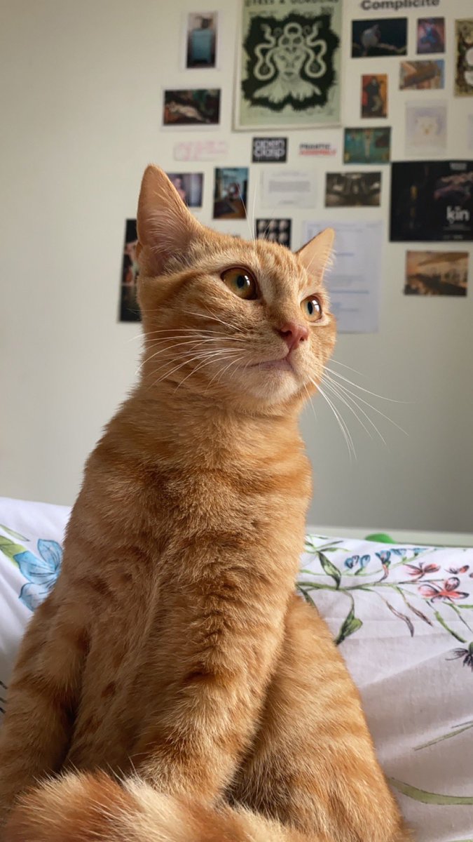 kitty goodman tweet media